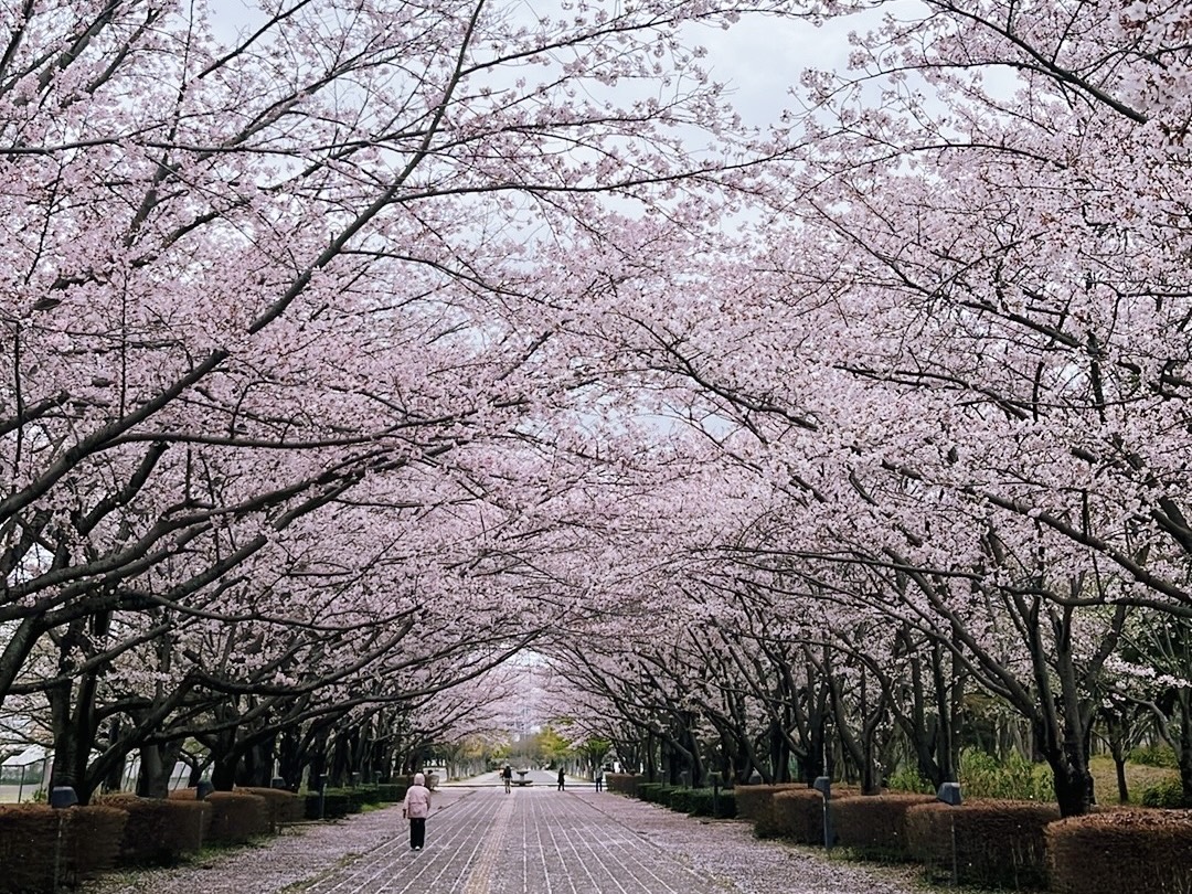 Kashiwanoha park, under the sakura.